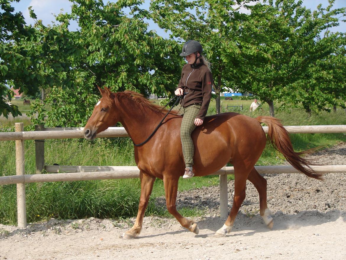 Anden særlig race Purples Red April billede 9