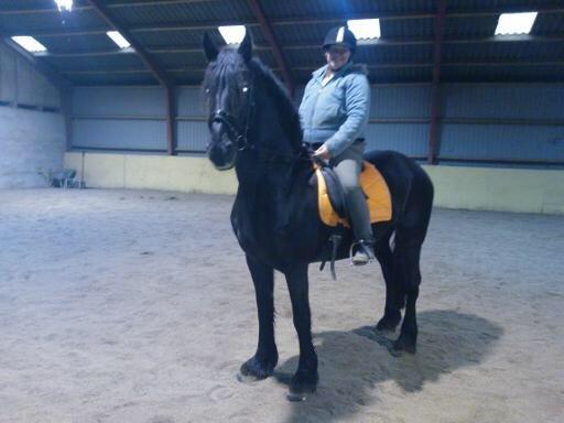 Frieser Narda (himmelhest)  billede 16