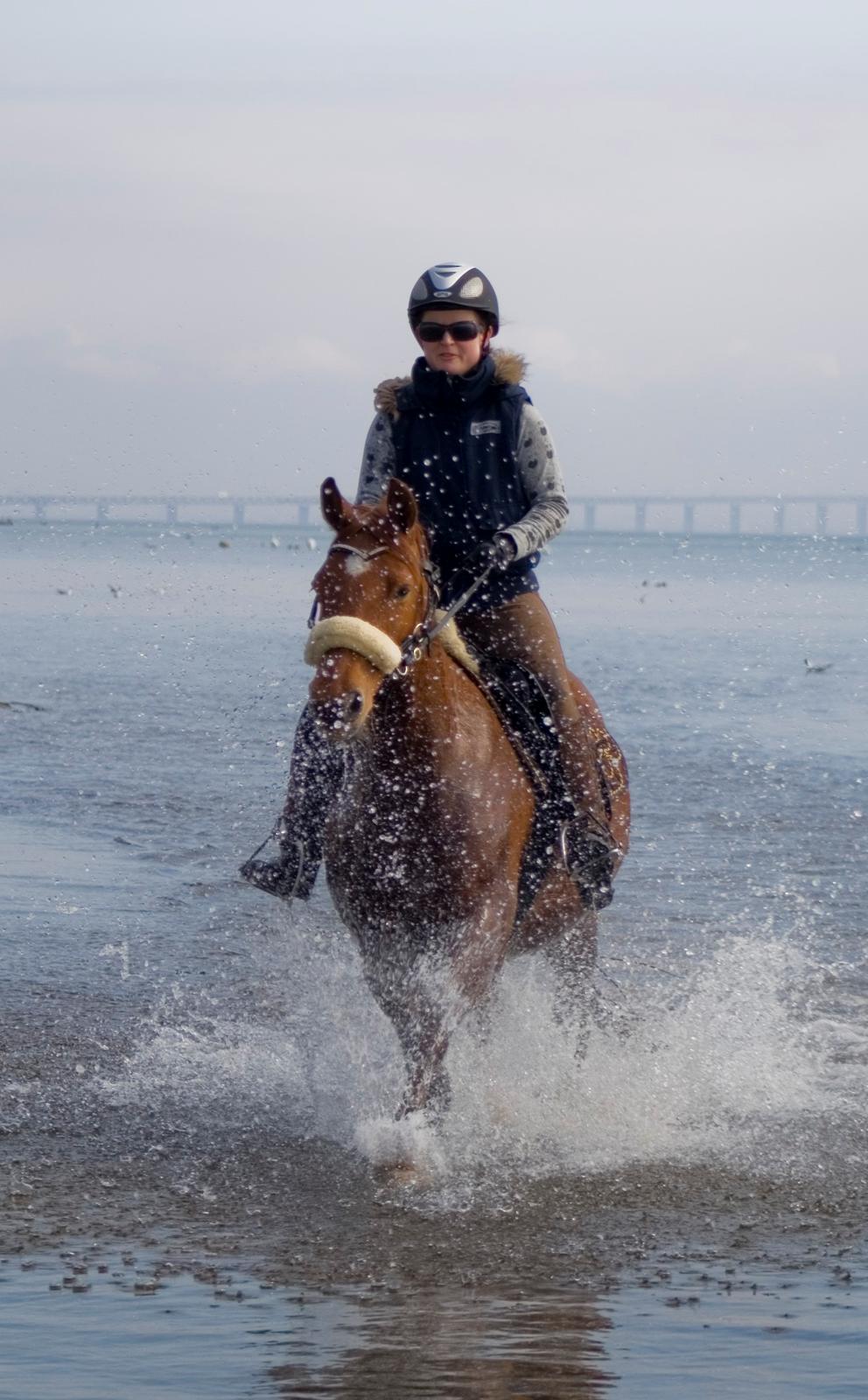 Anden særlig race Purples Red April billede 47