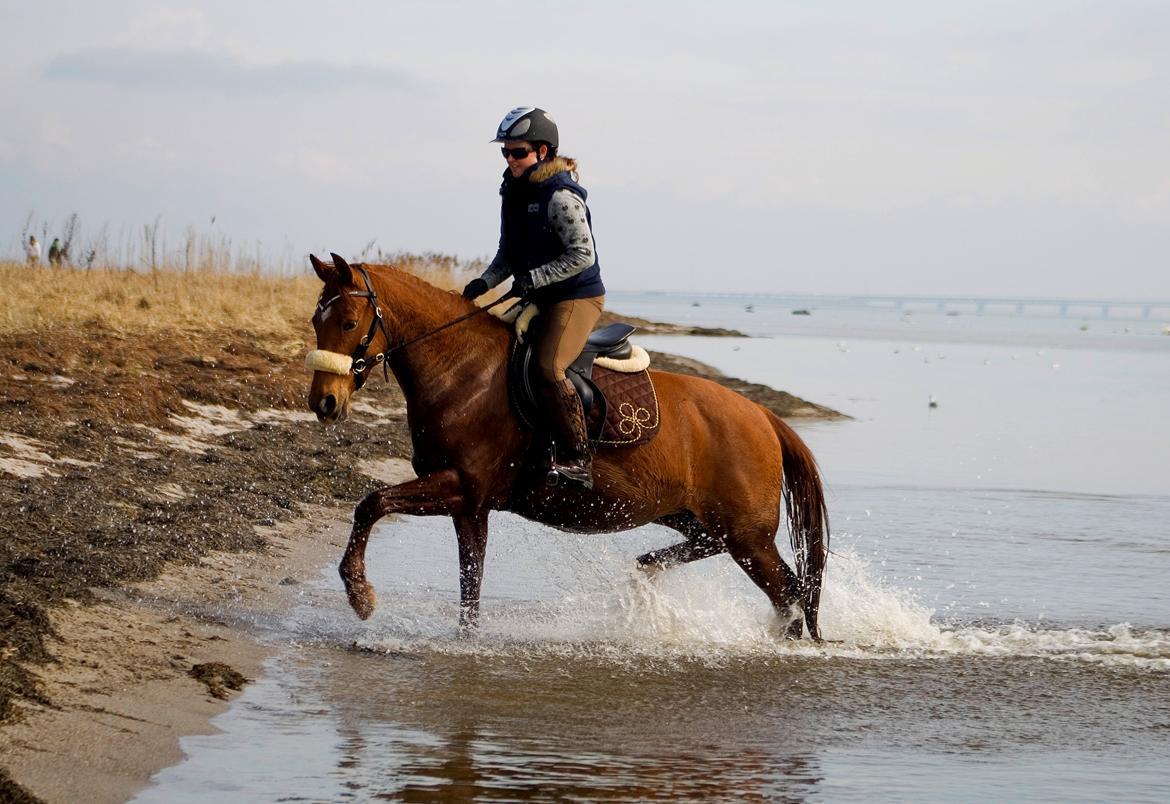 Anden særlig race Purples Red April billede 11