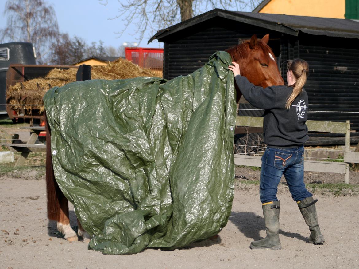 Anden særlig race Purples Red April billede 48