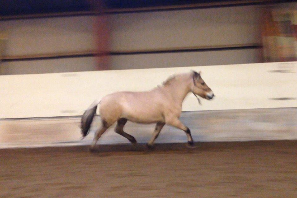 Fjordhest Oline Fjordvang billede 13