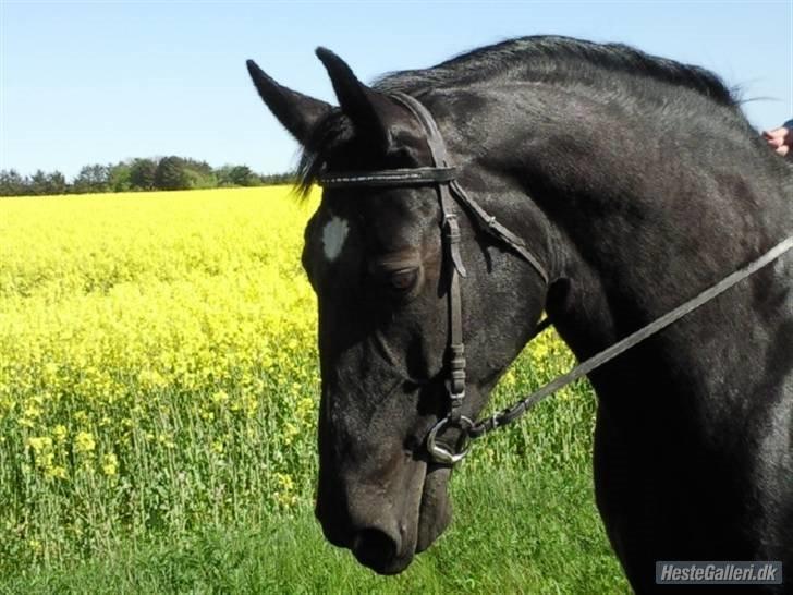 Oldenborg flicka selvad billede 1