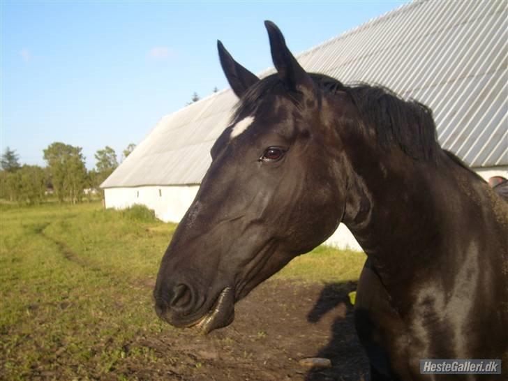 Oldenborg flicka selvad billede 7