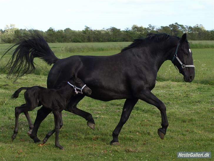 Oldenborg flicka selvad billede 6