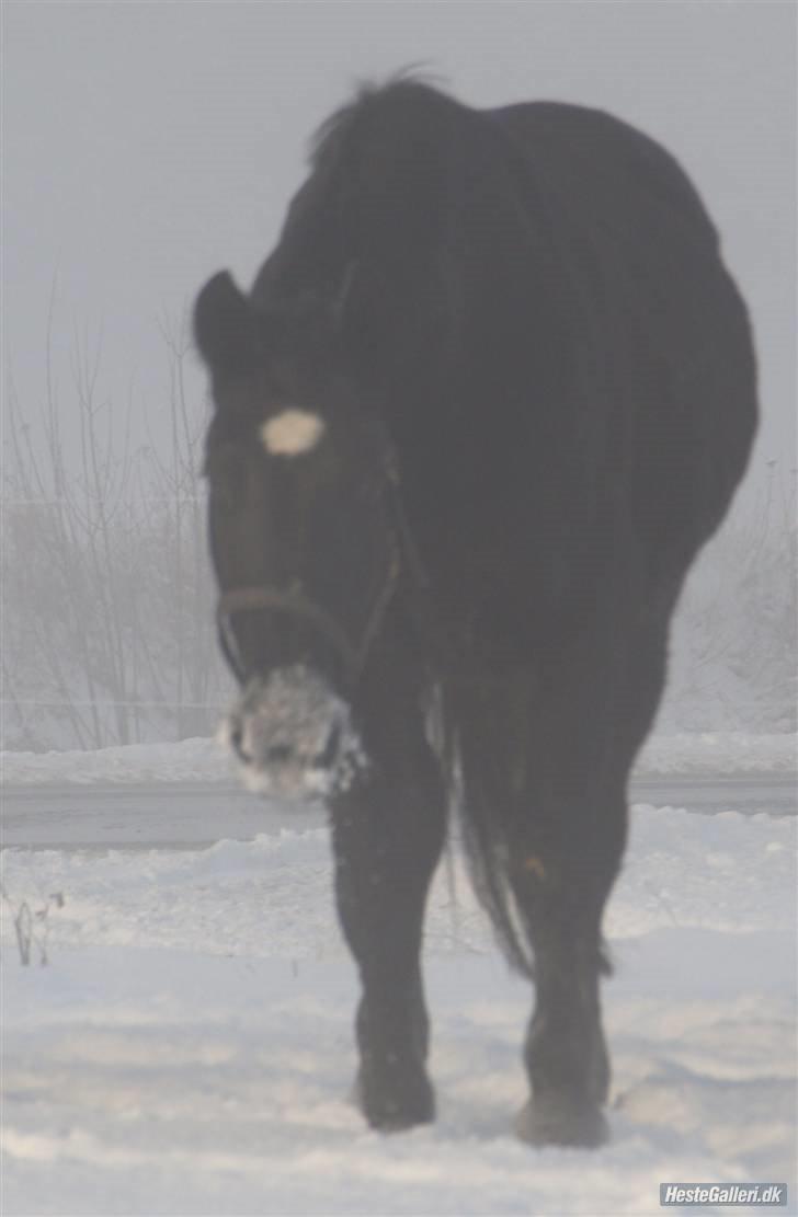 Oldenborg flicka selvad billede 19