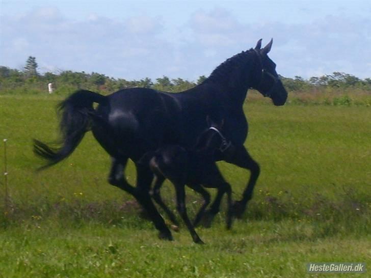 Oldenborg flicka selvad billede 16