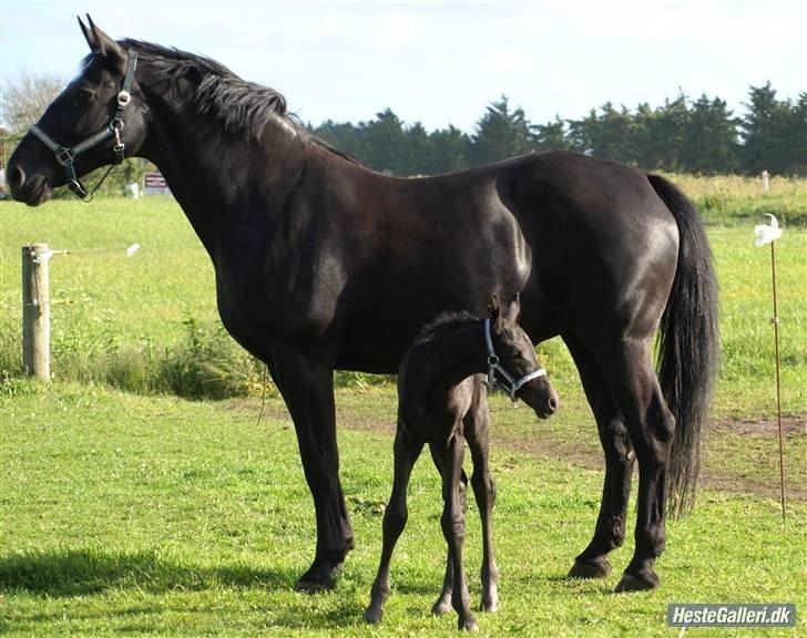 Oldenborg flicka selvad billede 17