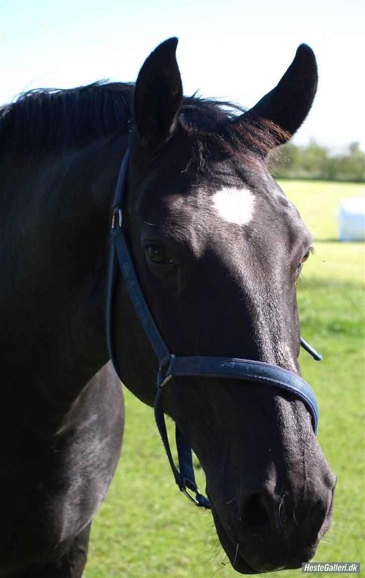 Oldenborg flicka selvad billede 20