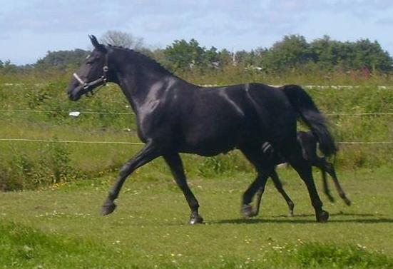 Oldenborg flicka selvad billede 2