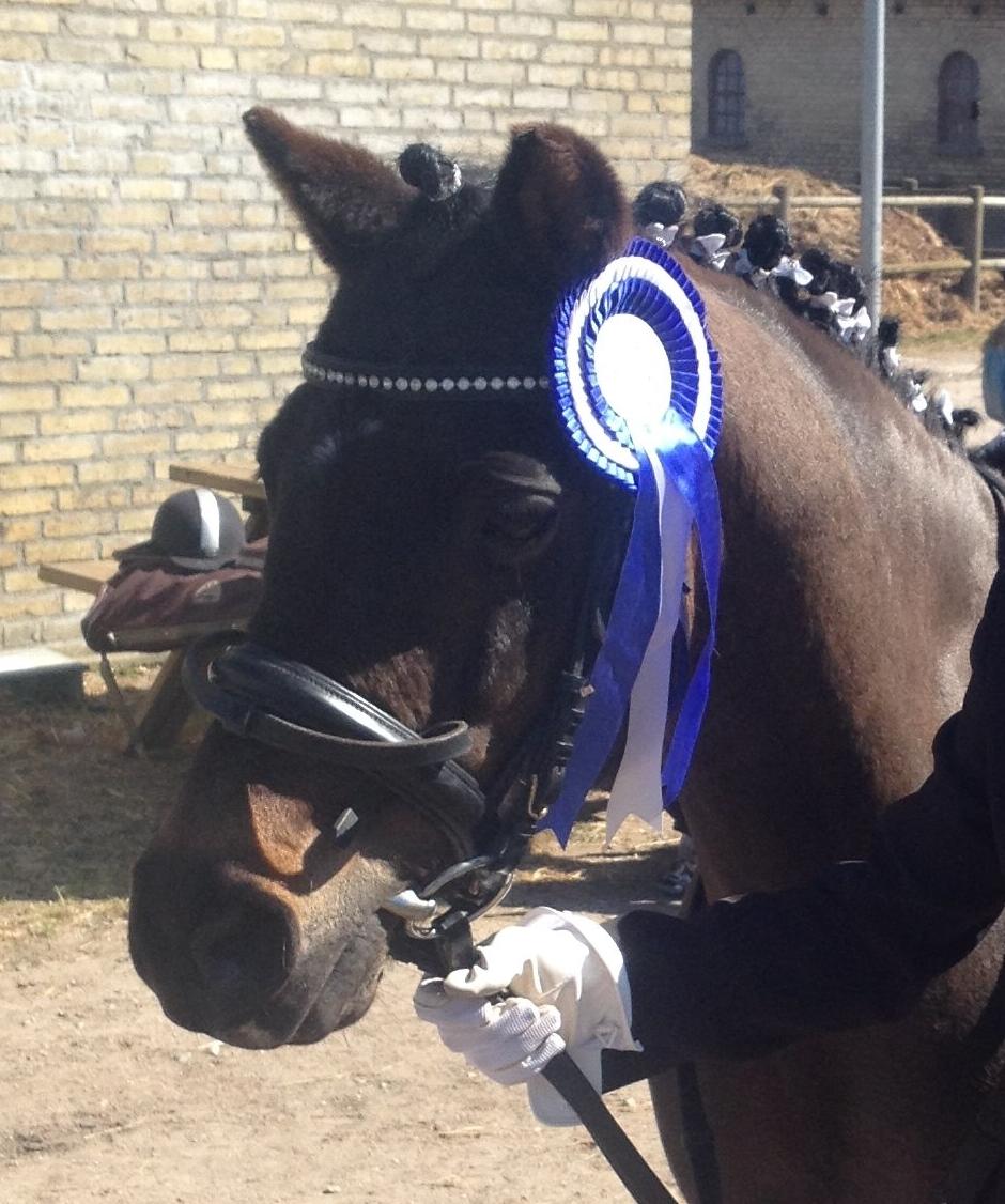 Welsh Pony (sec B) bjerregårdens montana - dejlig pony prut<3 billede 4