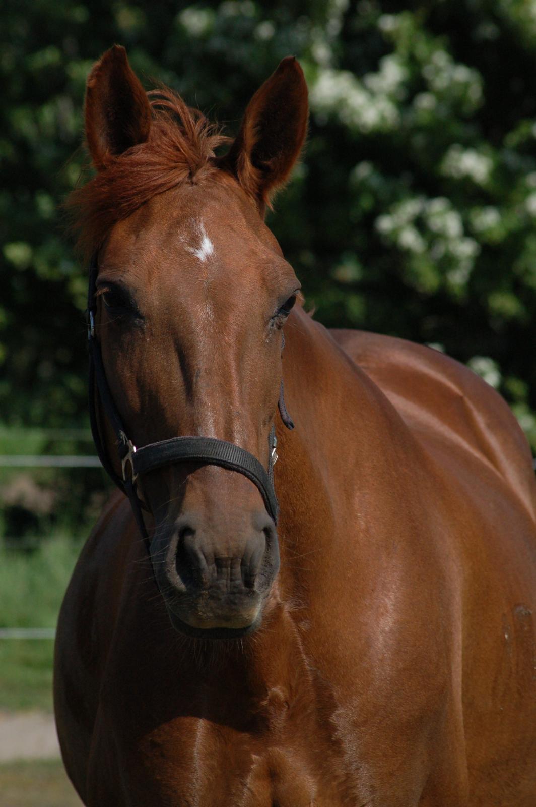 Anden særlig race Charming Sahlina billede 2