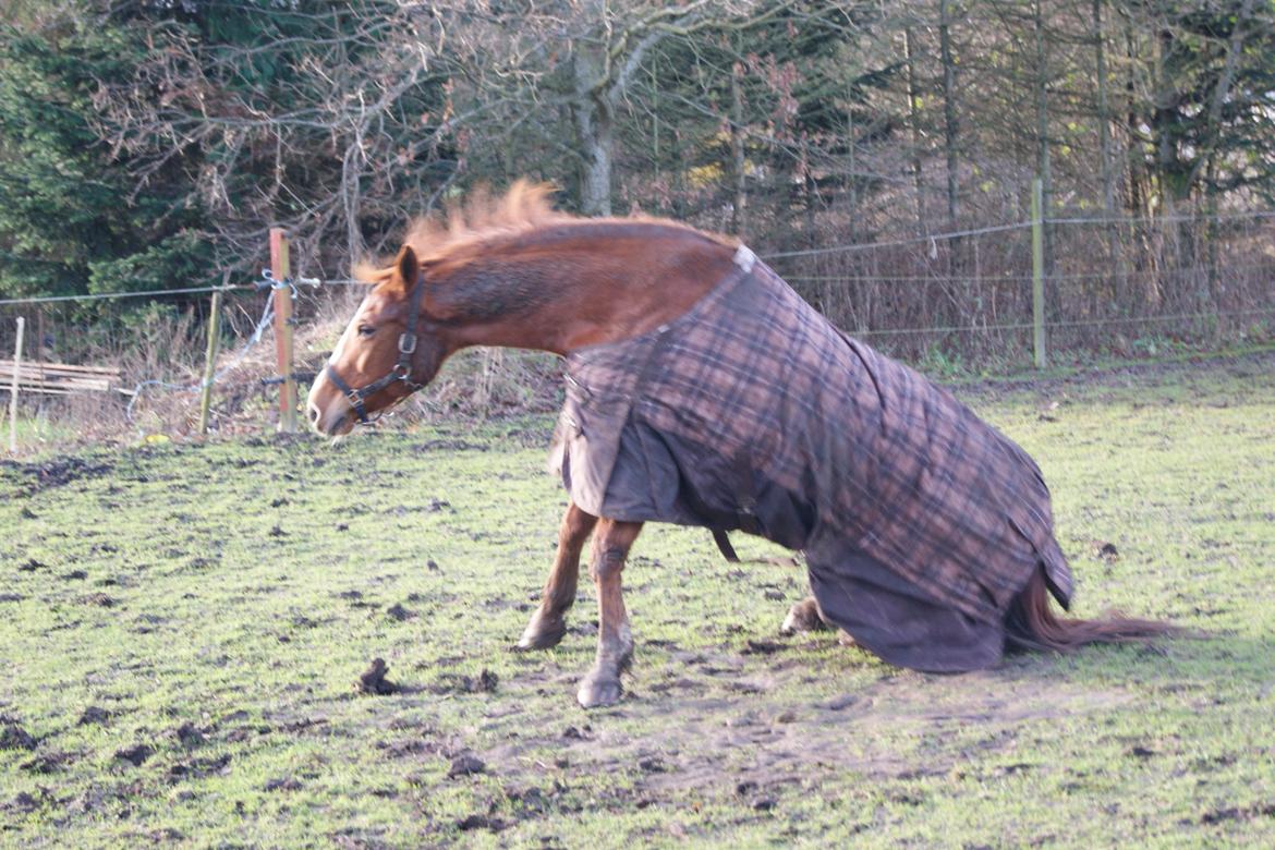 Anden særlig race Flying shadow *RIP* billede 15