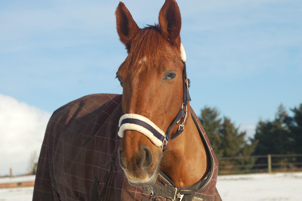 Anden særlig race Charming Sahlina billede 6