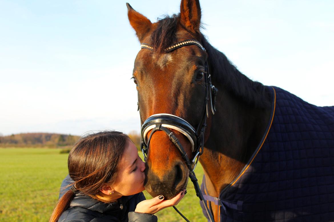 Dansk Varmblod Valløs Barosso - Min kærlighed til ham her, er uendelig!  billede 3