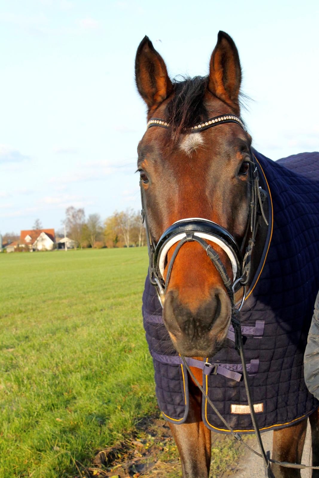 Dansk Varmblod Valløs Barosso - Vinter 2014 billede 18