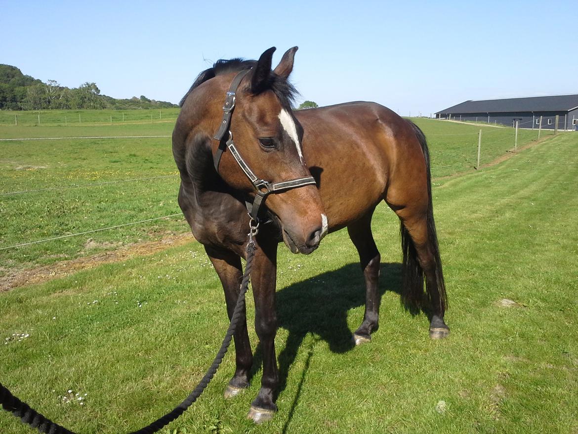 Anden særlig race Casal - 3-4 månder efter hjemkomsten :D <3 billede 10