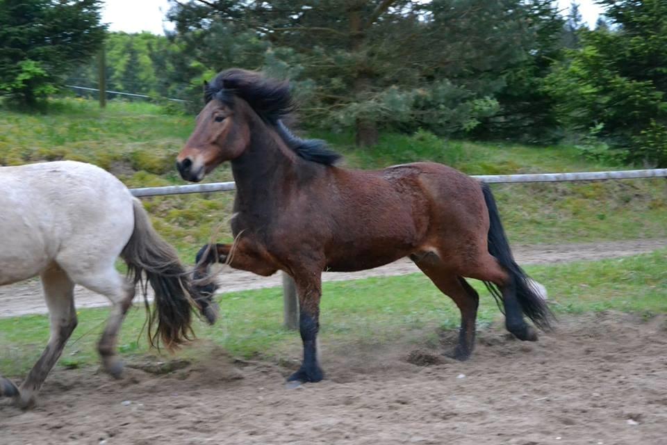 Islænder Magnus teglum - Magnus viser bare lige sin blærede trav :P På HNIE <3 Taget af Karoline ML<3 billede 2