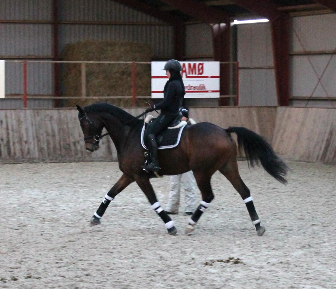 Dansk Varmblod Ørsbjerggårds Bacchus - D.13-14 Dec. 2014 - Undervisning af Anna. billede 19