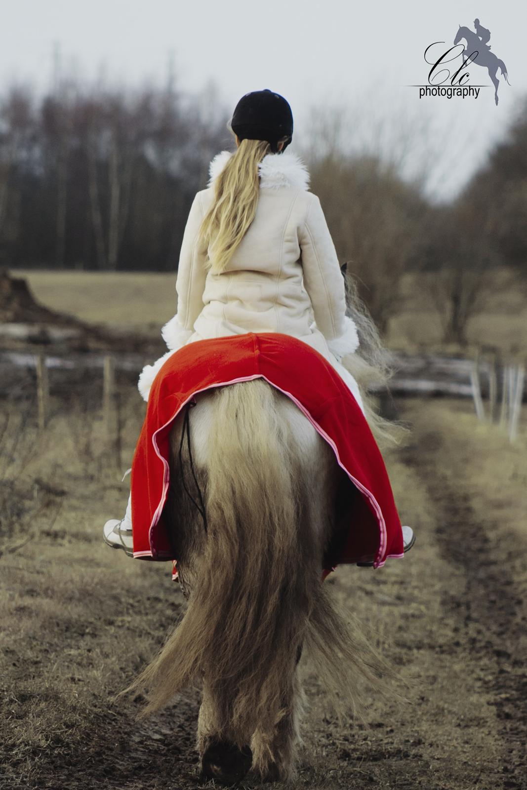 Irish Cob Bakkegårdens Shakira billede 19