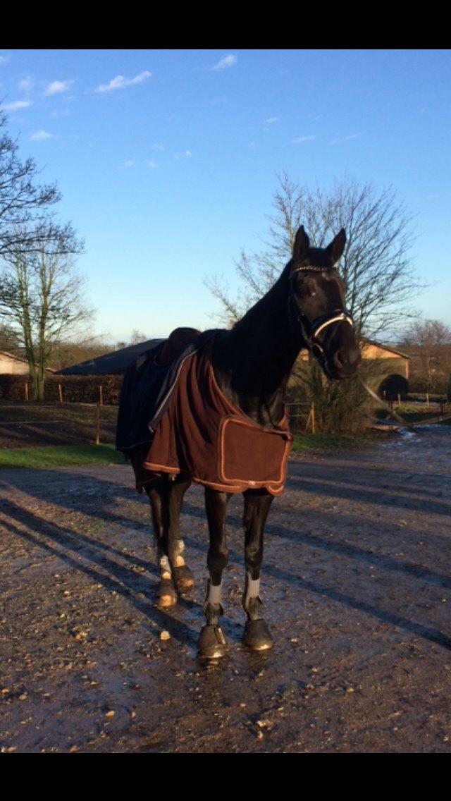 Dansk Varmblod Grandalsgårds Dakota -tidligere hest billede 9