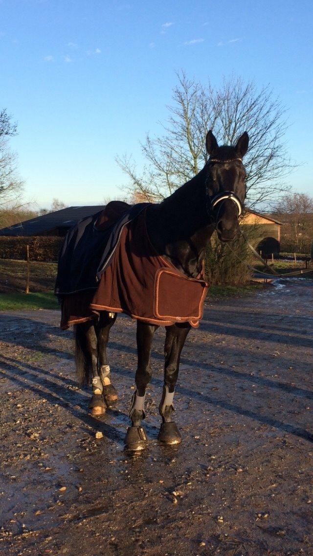 Dansk Varmblod Grandalsgårds Dakota -tidligere hest billede 10