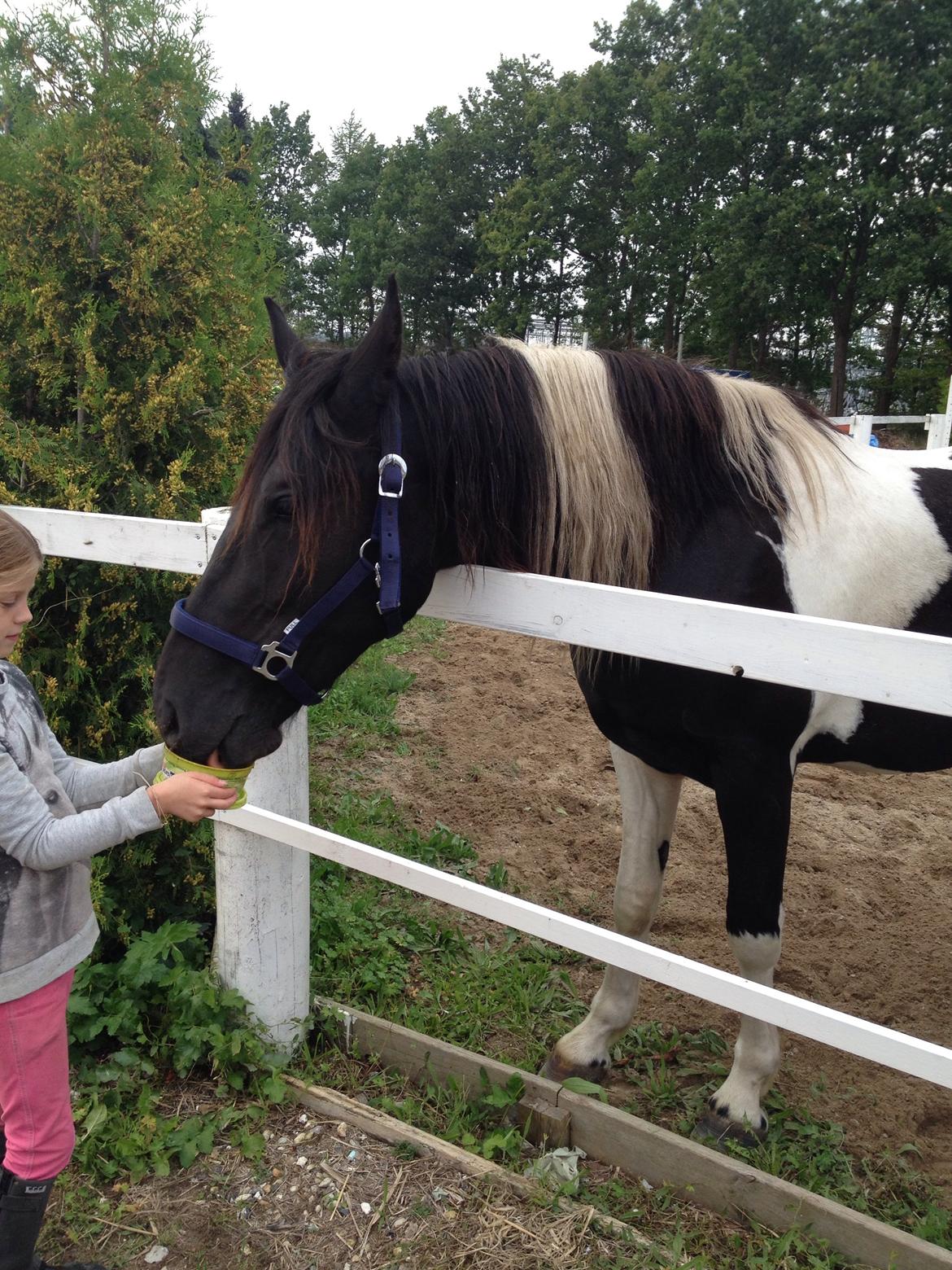 Barockpinto Dundee af Dorotheasminde billede 3