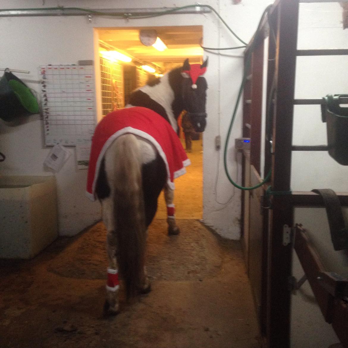 Barockpinto Dundee af Dorotheasminde billede 5