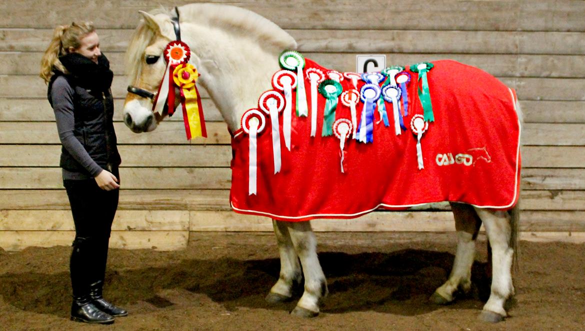Fjordhest Atlet Bjergby - Hvor vil denne lille hest blive savnet! Han vil aldrig blive glemt! billede 2
