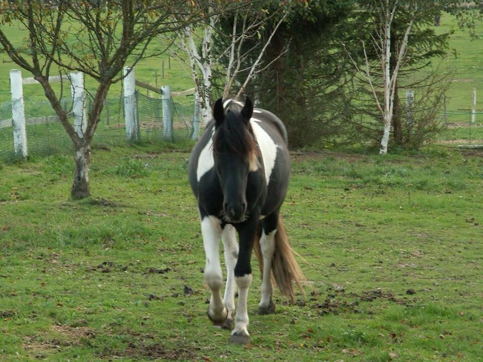 Barockpinto Dundee af Dorotheasminde billede 6