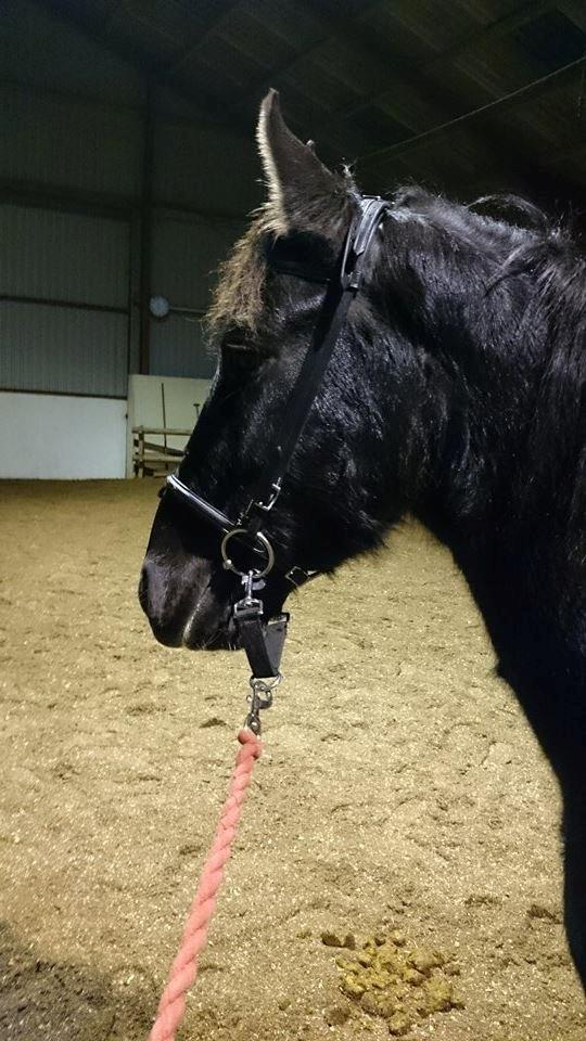 Barockpinto Rialto Bertram - Træning med Oline ;) billede 9