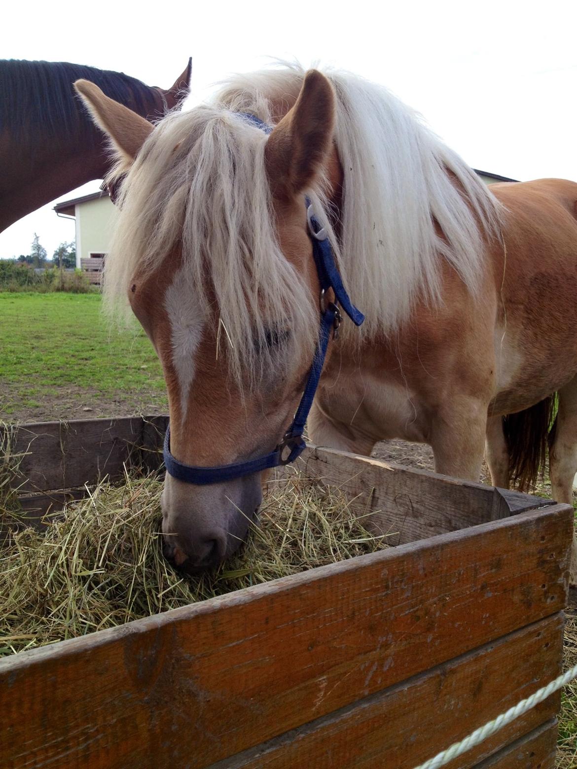 Haflinger Mountainstar billede 4