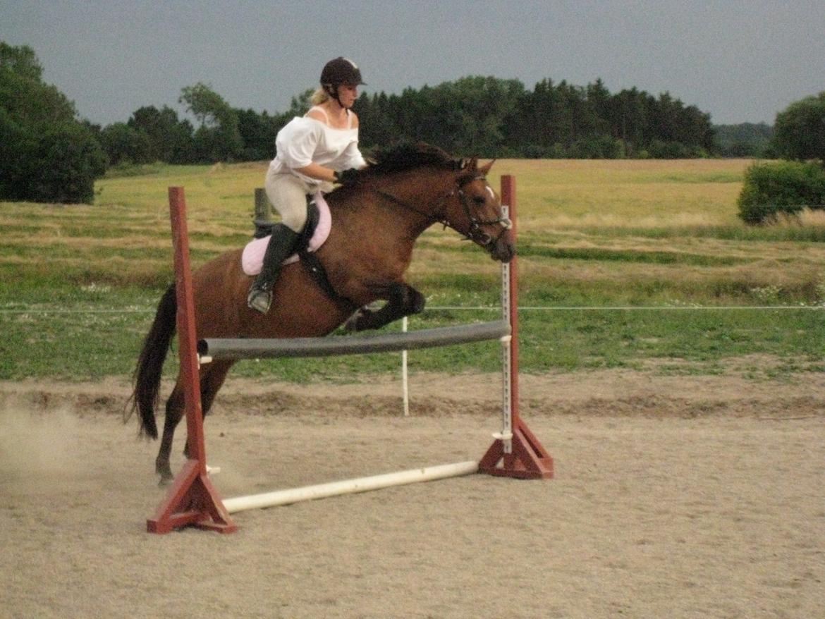 Anden særlig race Lola billede 6