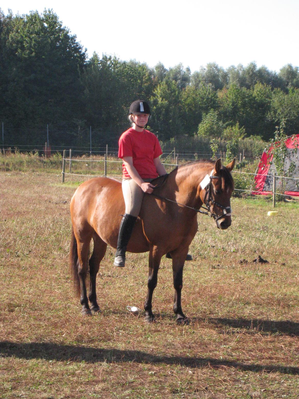 Anden særlig race Lola billede 2