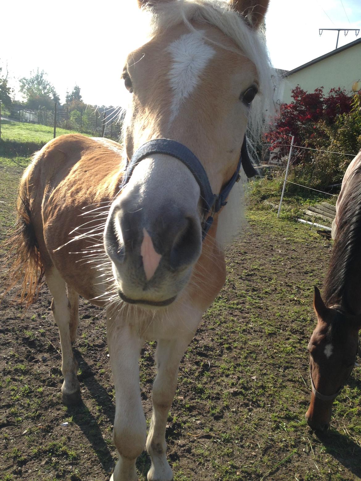 Haflinger Mountainstar billede 10