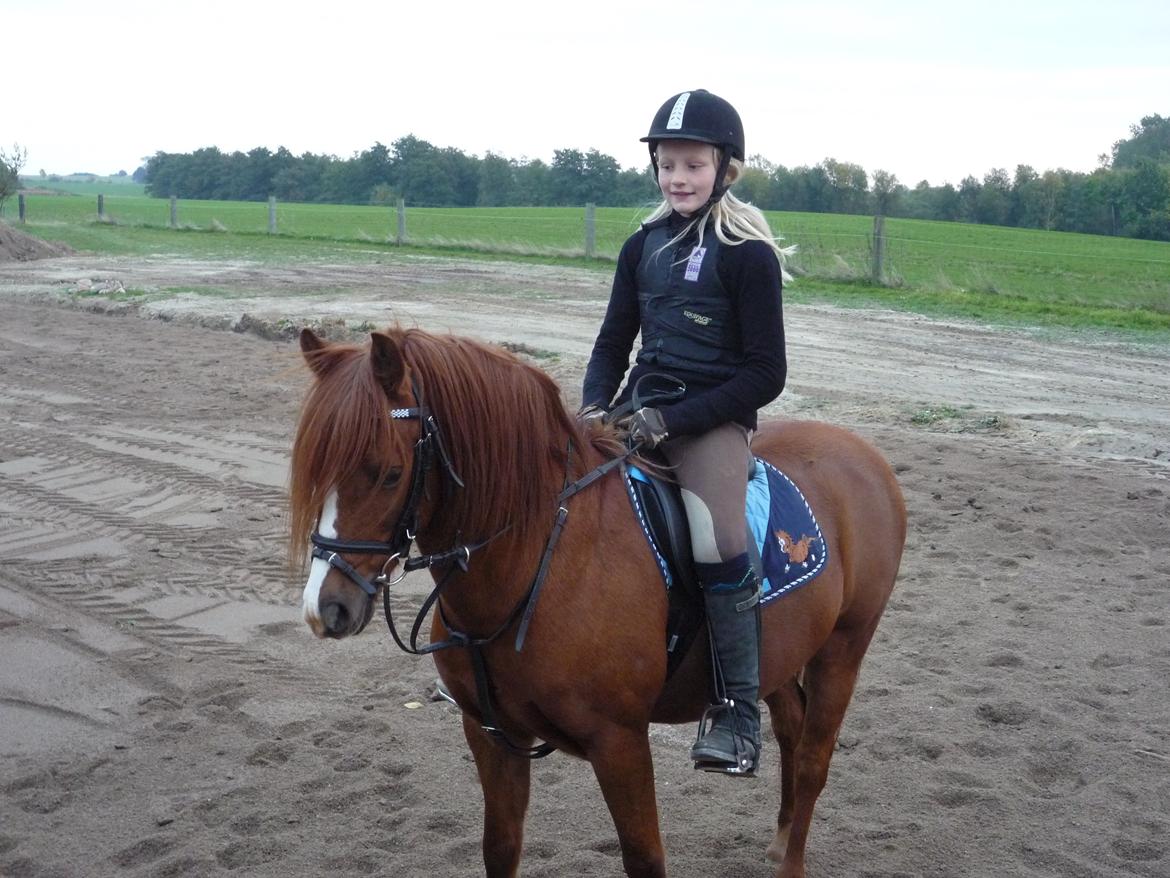 Anden særlig race Ron billede 13