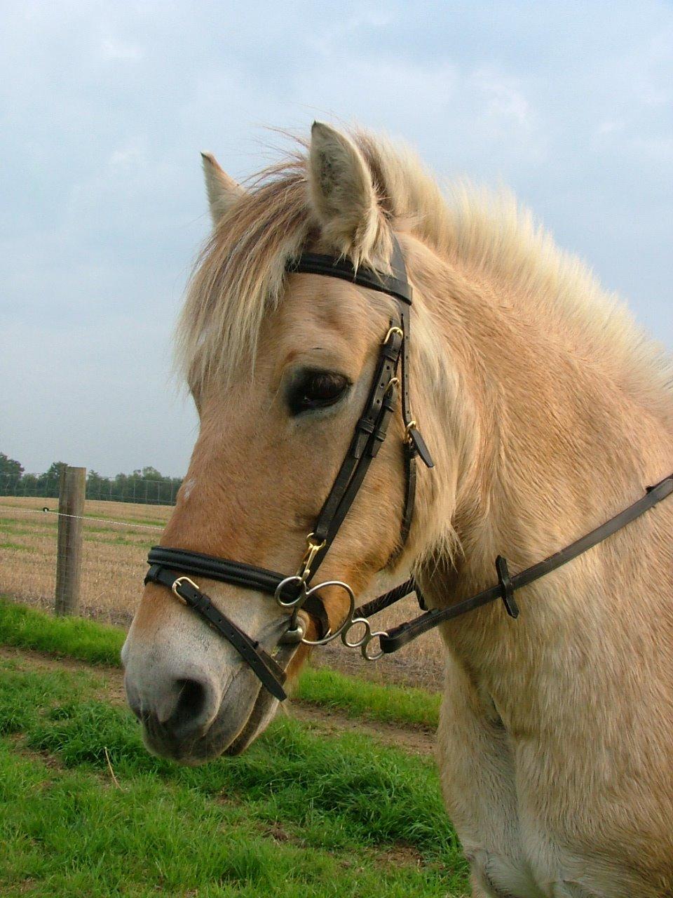 Fjordhest Simba billede 1