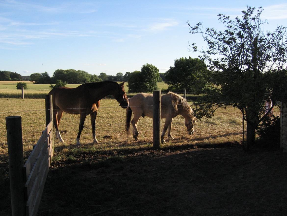 Fjordhest Simba billede 3
