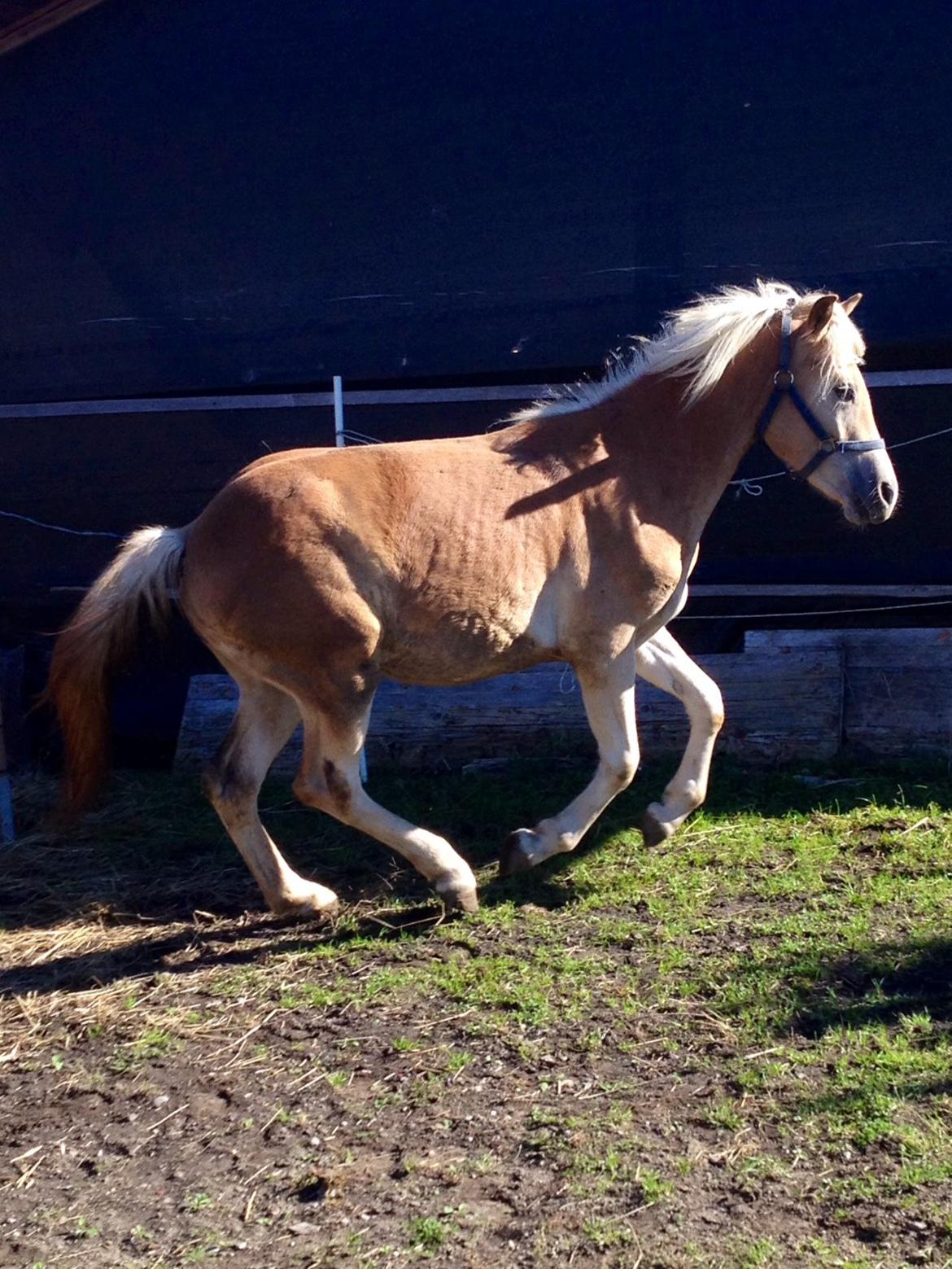 Haflinger Mountainstar billede 13