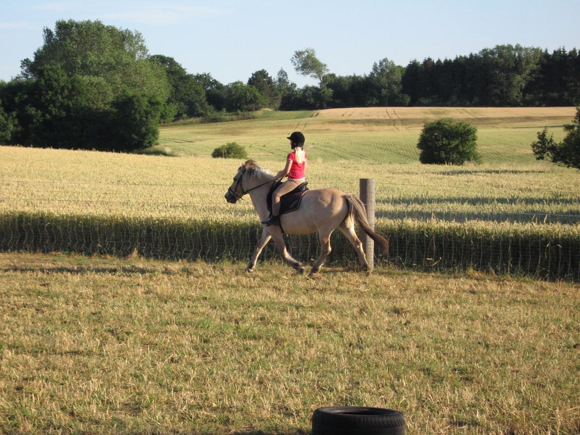 Fjordhest Simba billede 6