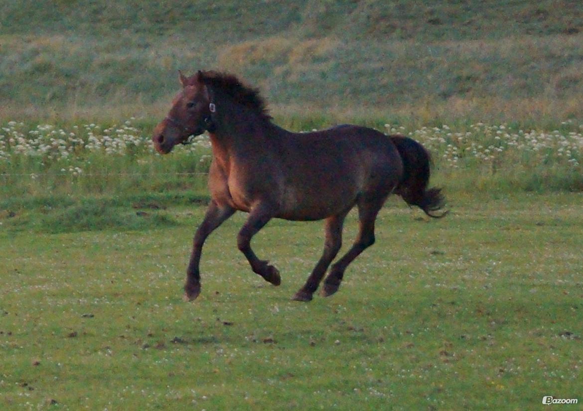 Anden særlig race Miss Minerva ( Minnie ) *solgt* billede 8