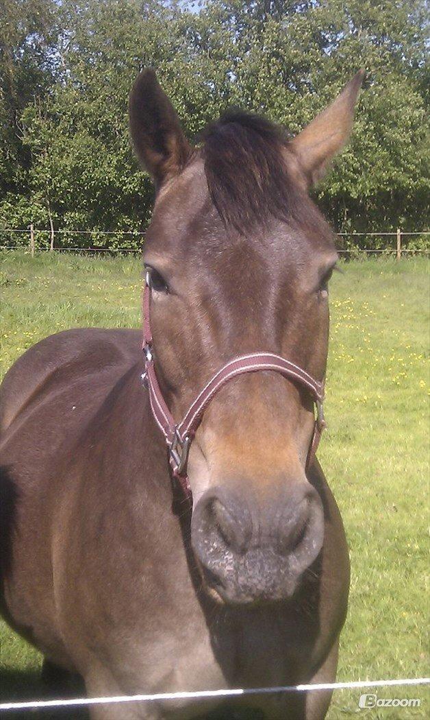 Anden særlig race Miss Minerva ( Minnie ) *solgt* billede 10