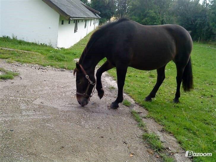 Anden særlig race Miss Minerva ( Minnie ) *solgt* billede 11