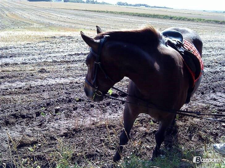 Anden særlig race Miss Minerva ( Minnie ) *solgt* billede 13