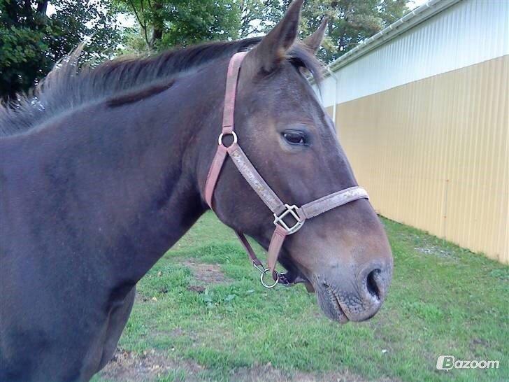 Anden særlig race Miss Minerva ( Minnie ) *solgt* billede 12
