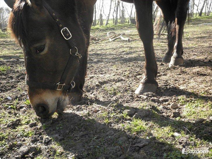 Anden særlig race Miss Minerva ( Minnie ) *solgt* billede 15