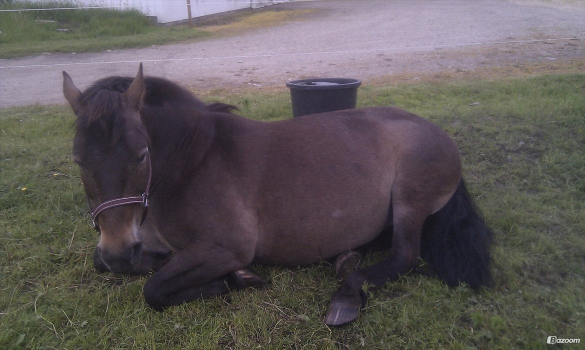 Anden særlig race Miss Minerva ( Minnie ) *solgt* billede 16