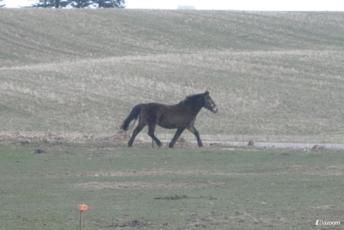 Anden særlig race Miss Minerva ( Minnie ) *solgt* billede 17