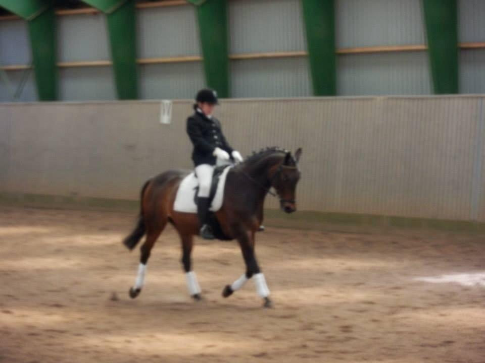 Dansk Varmblod Mary Fair <3 billede 16