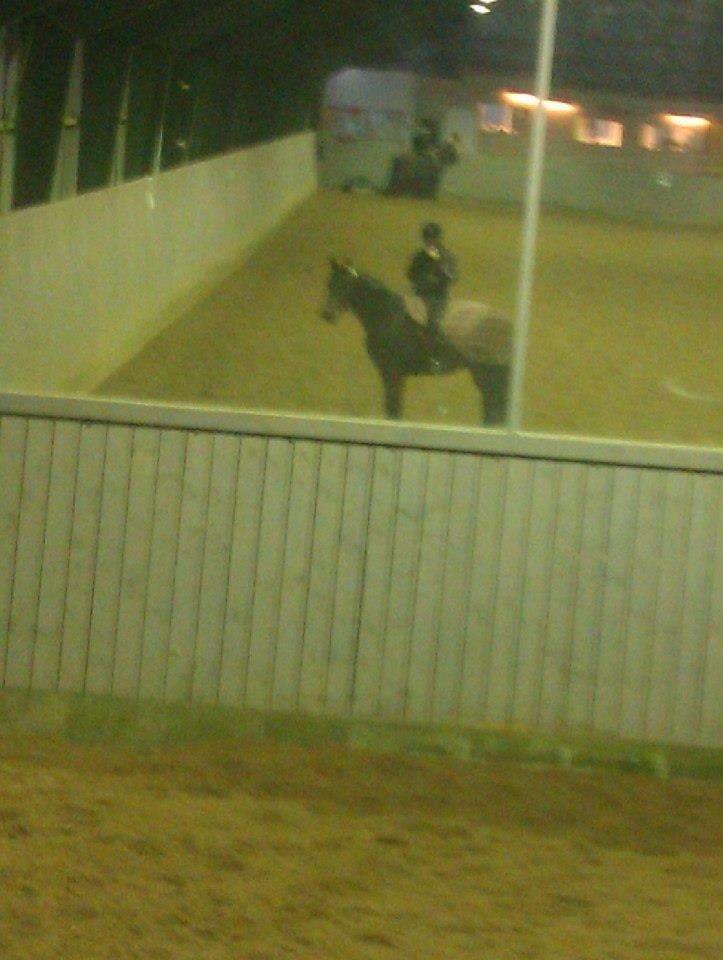 Dansk Varmblod Mary Fair <3 billede 17